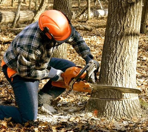 Tree Removal in Yellowstone National Park, WY